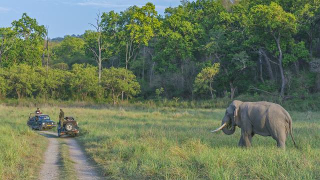 Go on a jeep safari in Corbett NP
