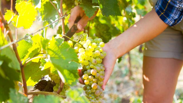 Stop by a family-owned winery