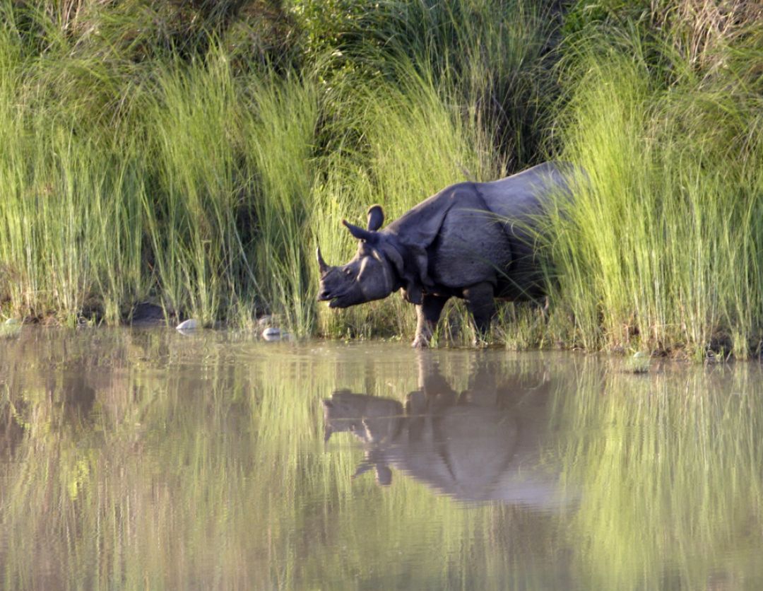 Rhino