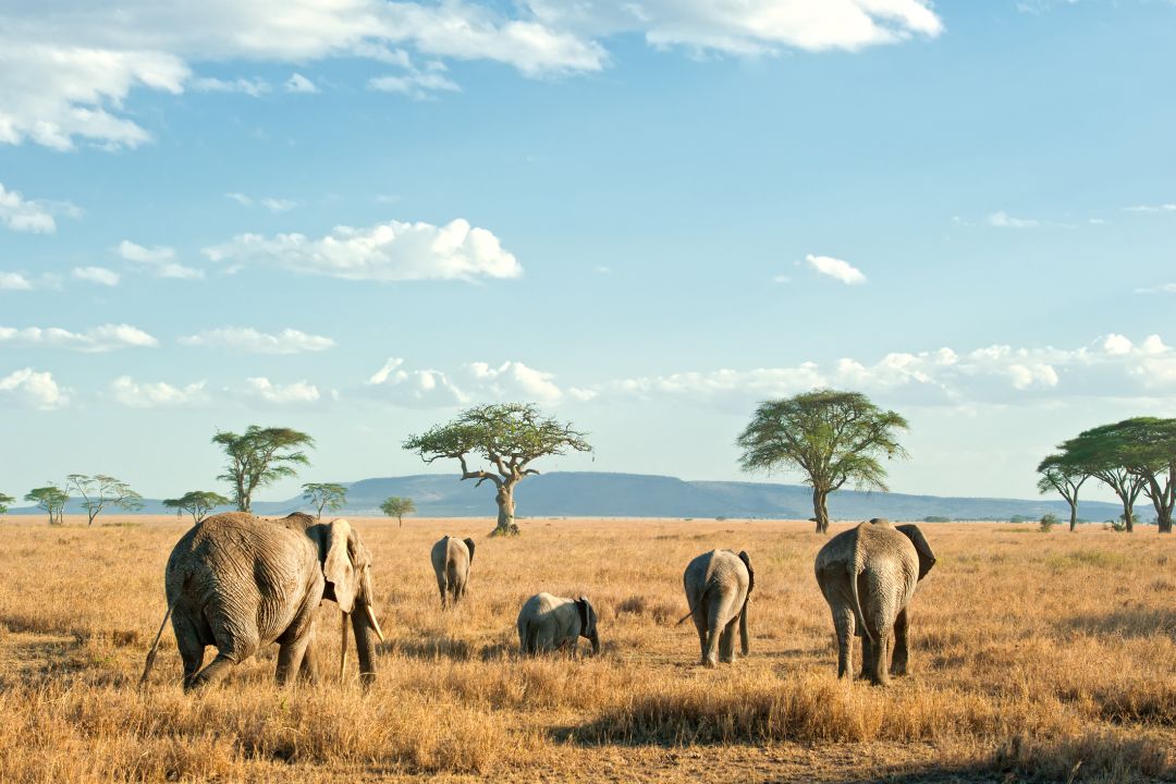 Serengeti Central