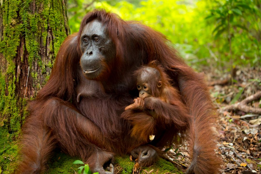 Sumatra