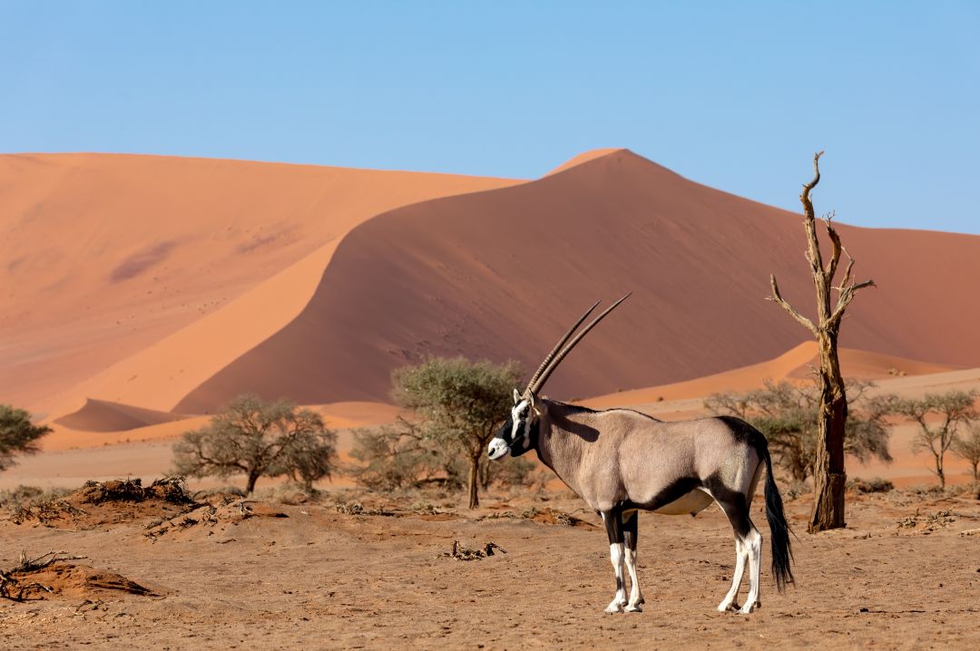 Sossusvlei