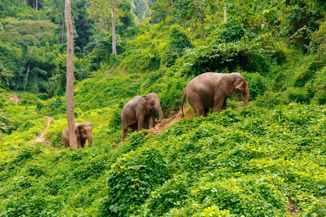 Chiang Mai