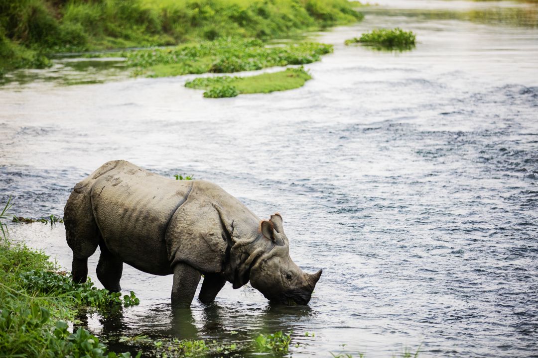 Chitwan National Park