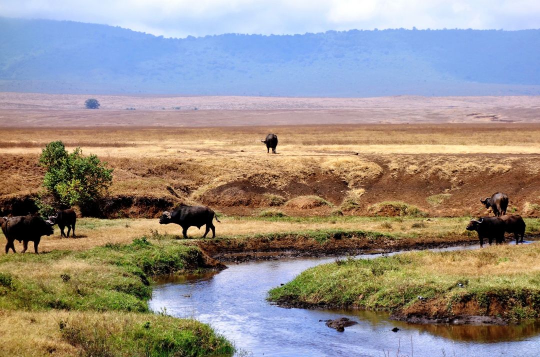 Ngorongoro Crater