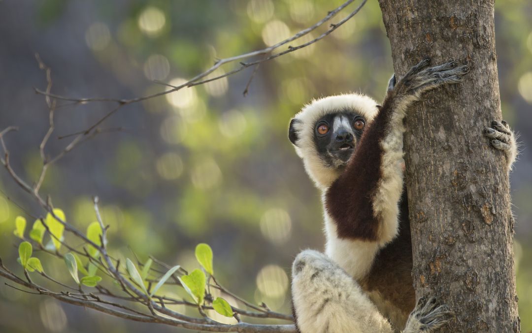 Anjajavy Reserve
