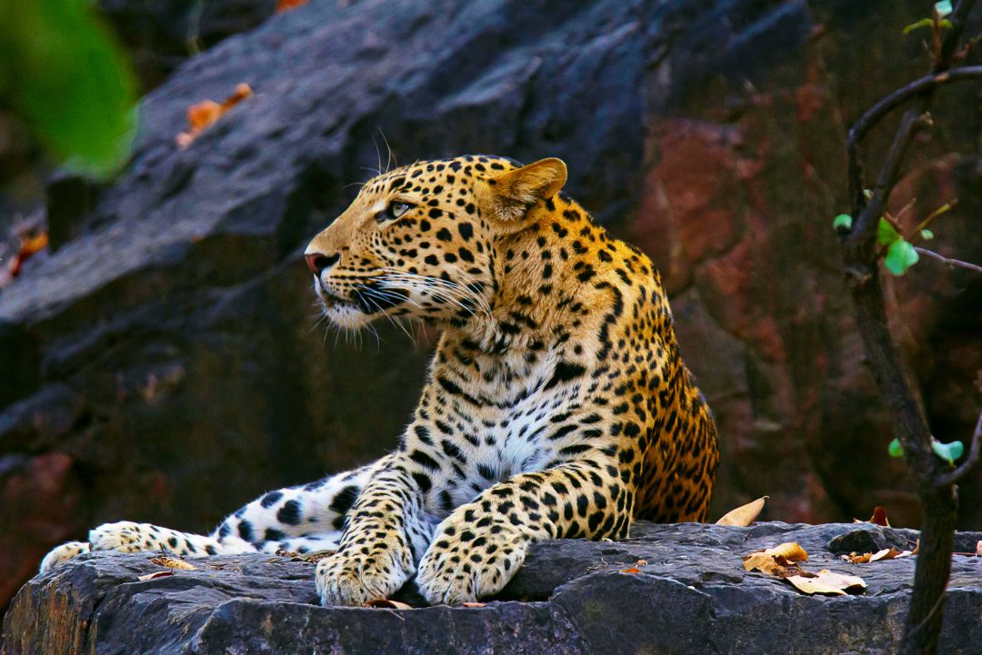 Yala National Park