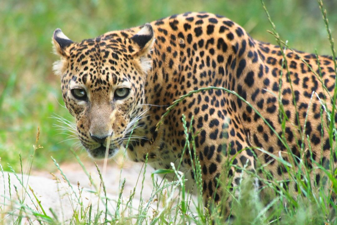 Sri Lanka