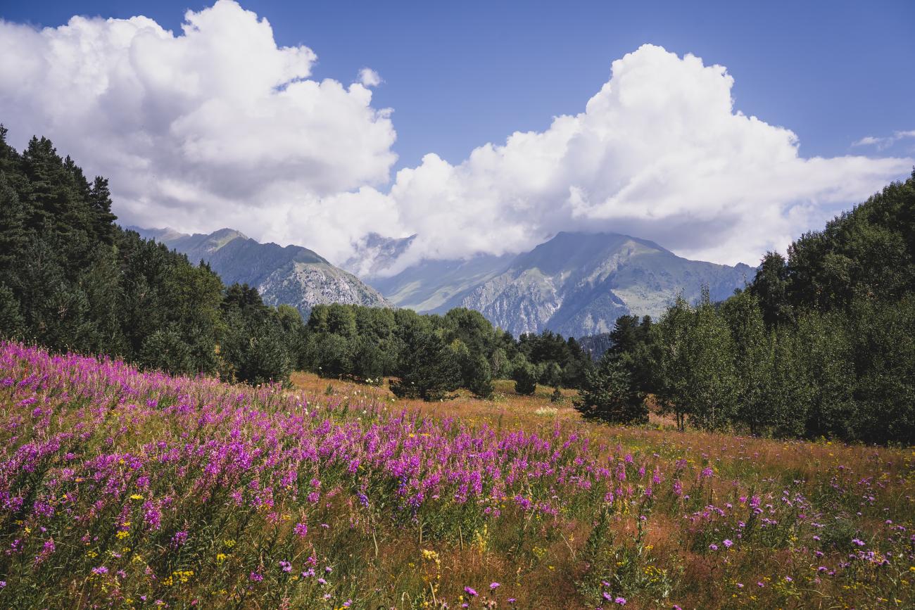 Meadow of pink and purple wildflowers with mountscape in the background in Tusheti, Georgia