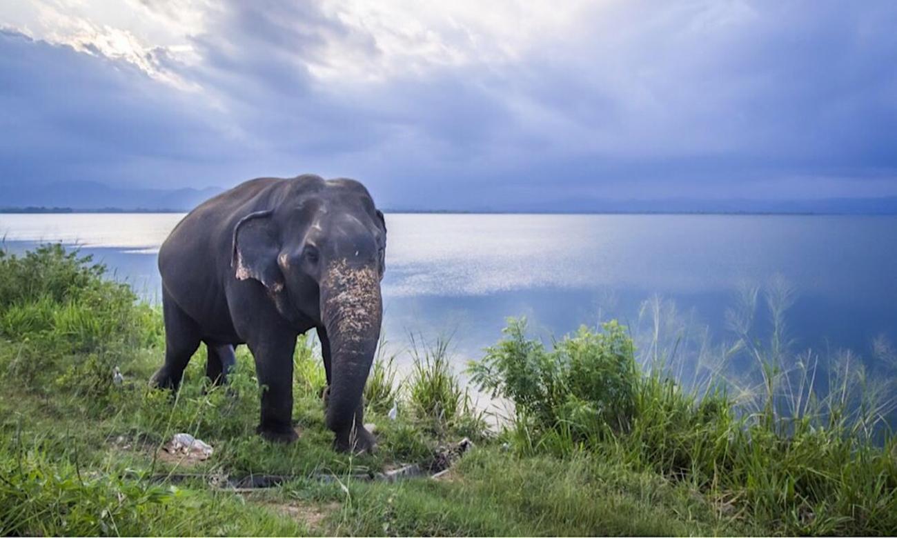 Sri Lanka Family Adventure Vacation