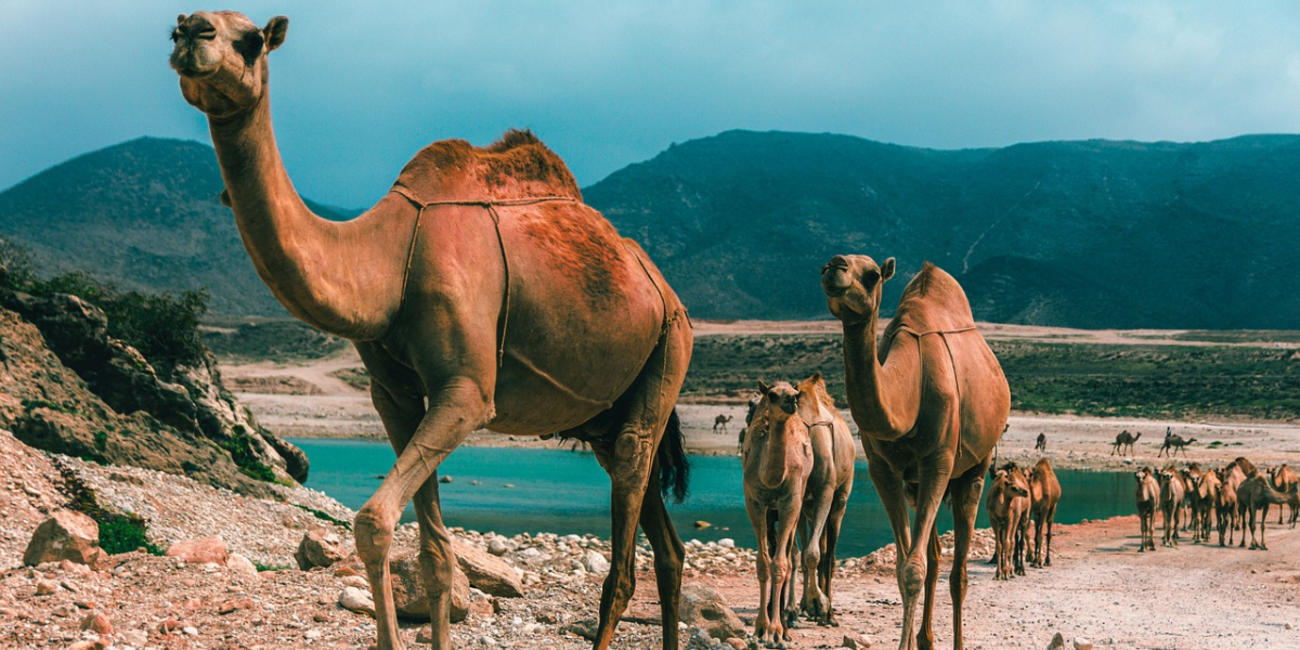 traveling to oman