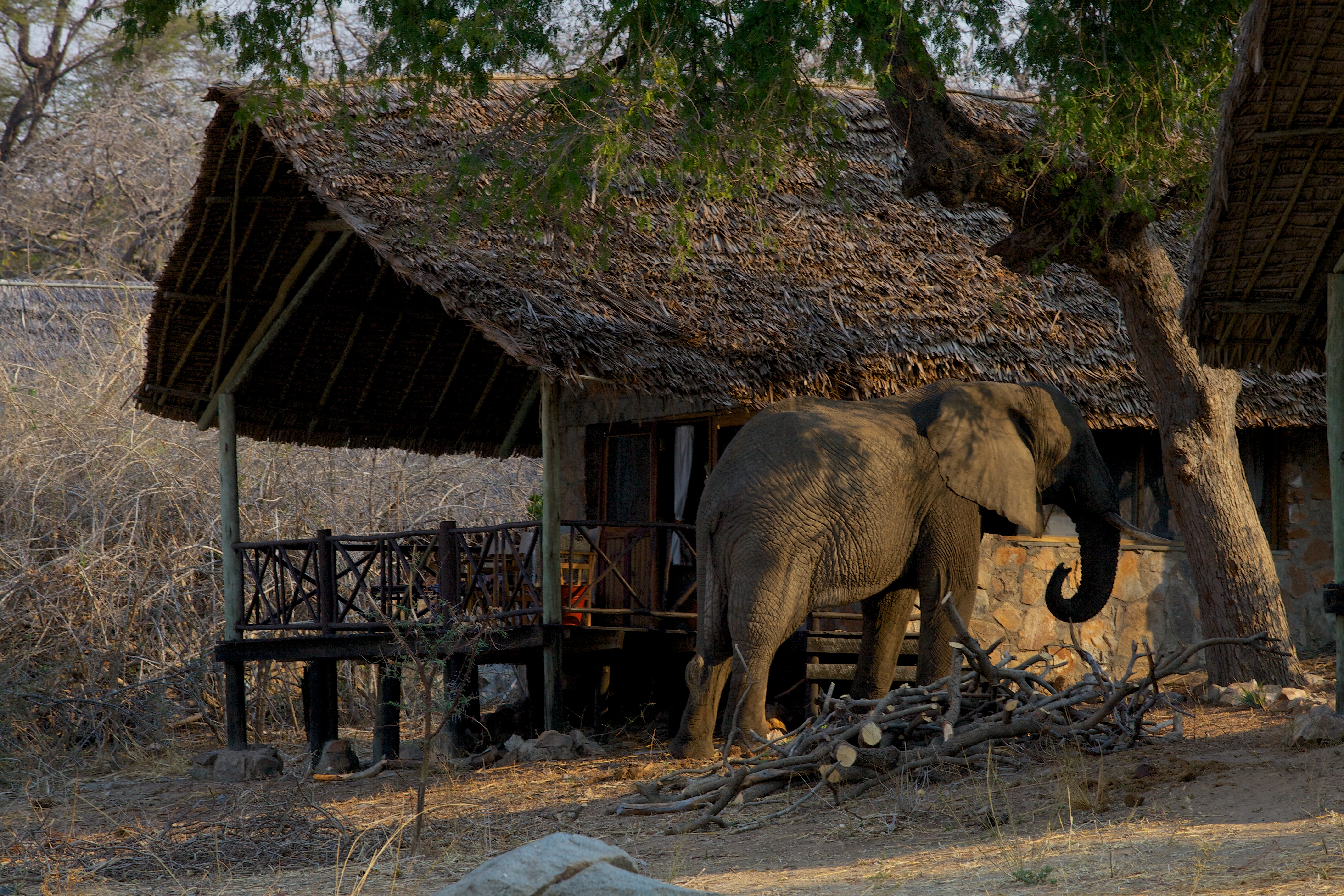 Ruaha River Lodge